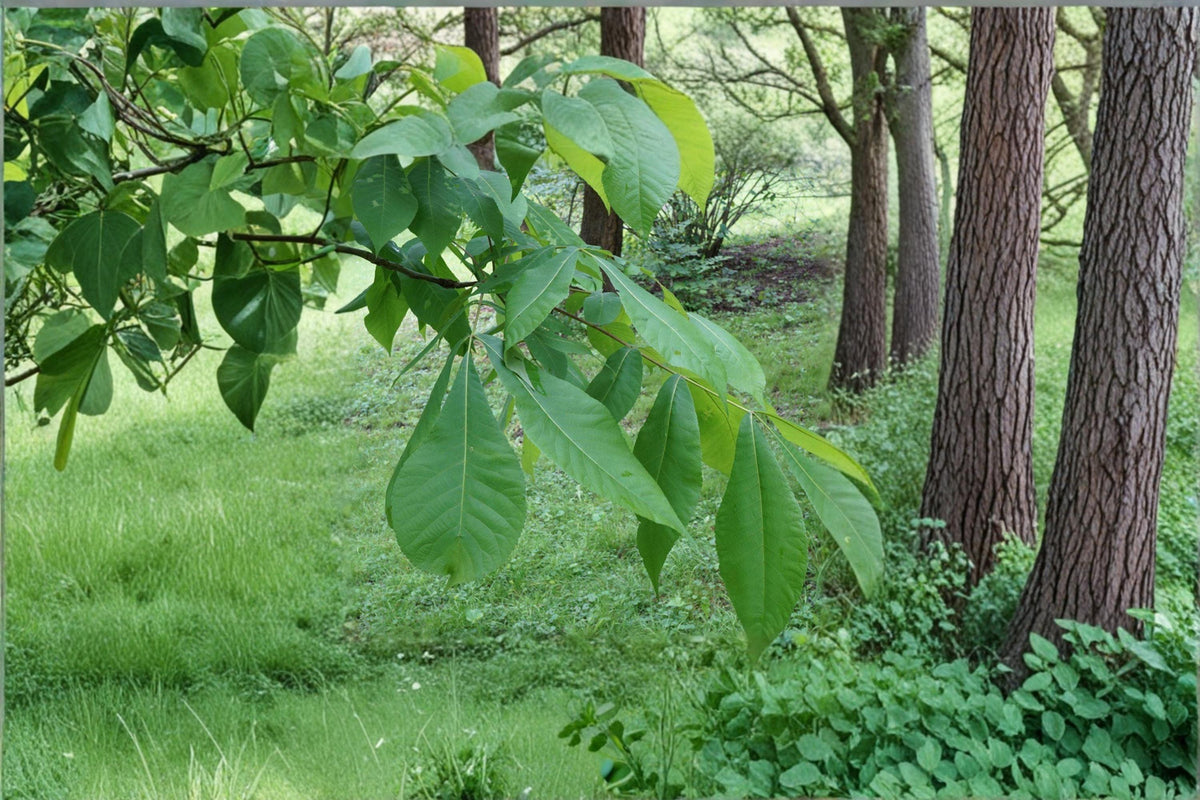 1 Live Plant Shellbark Hickory Carya laciniosa