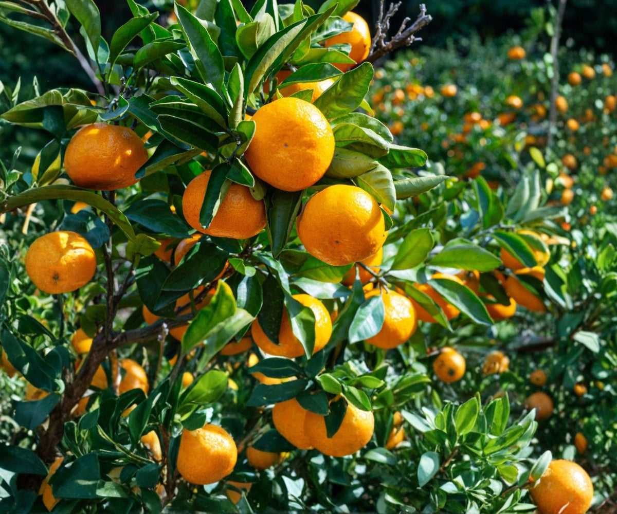 Live Satsuma Mandarin Seedling – Sweet Cold Hardy Citrus Fruit Tree, Bare Root