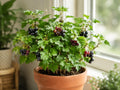 Jostaberry Live Plant – Ribes nidigrolaria Edible Berry Shrub, Zones 3-8
