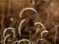100 Blue Grama Grass Seeds Bouteloua gracilis Native Prairie Grass Drought Tolerant Ornamental