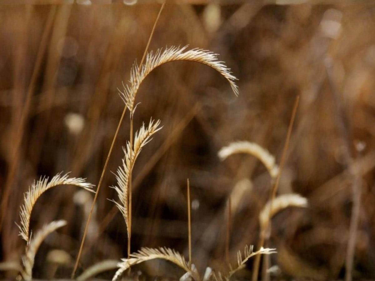 100 Blue Grama Grass Seeds Bouteloua gracilis Native Prairie Grass Drought Tolerant Ornamental