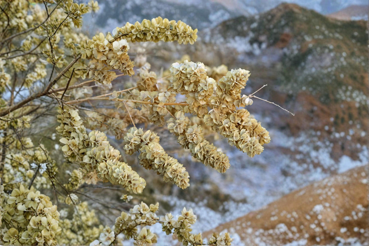 50 Seeds Fourwing Saltbush Atriplex canescens Drought Tolerant Ornamental Shrub