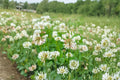 1 Seeds Dutch White Clover Trifolium repens