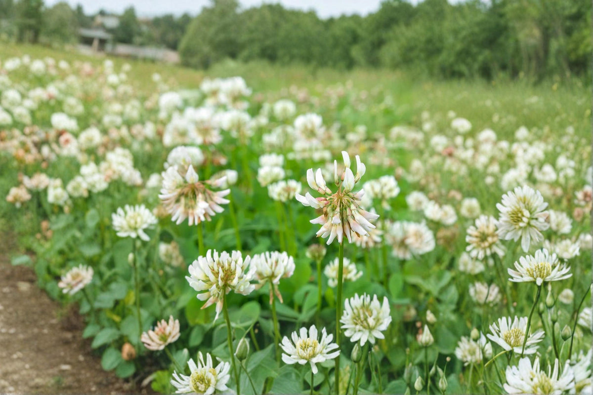 1 Seeds Dutch White Clover Trifolium repens