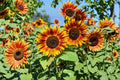 50 Seeds Red Sun Sunflower Helianthus annuus