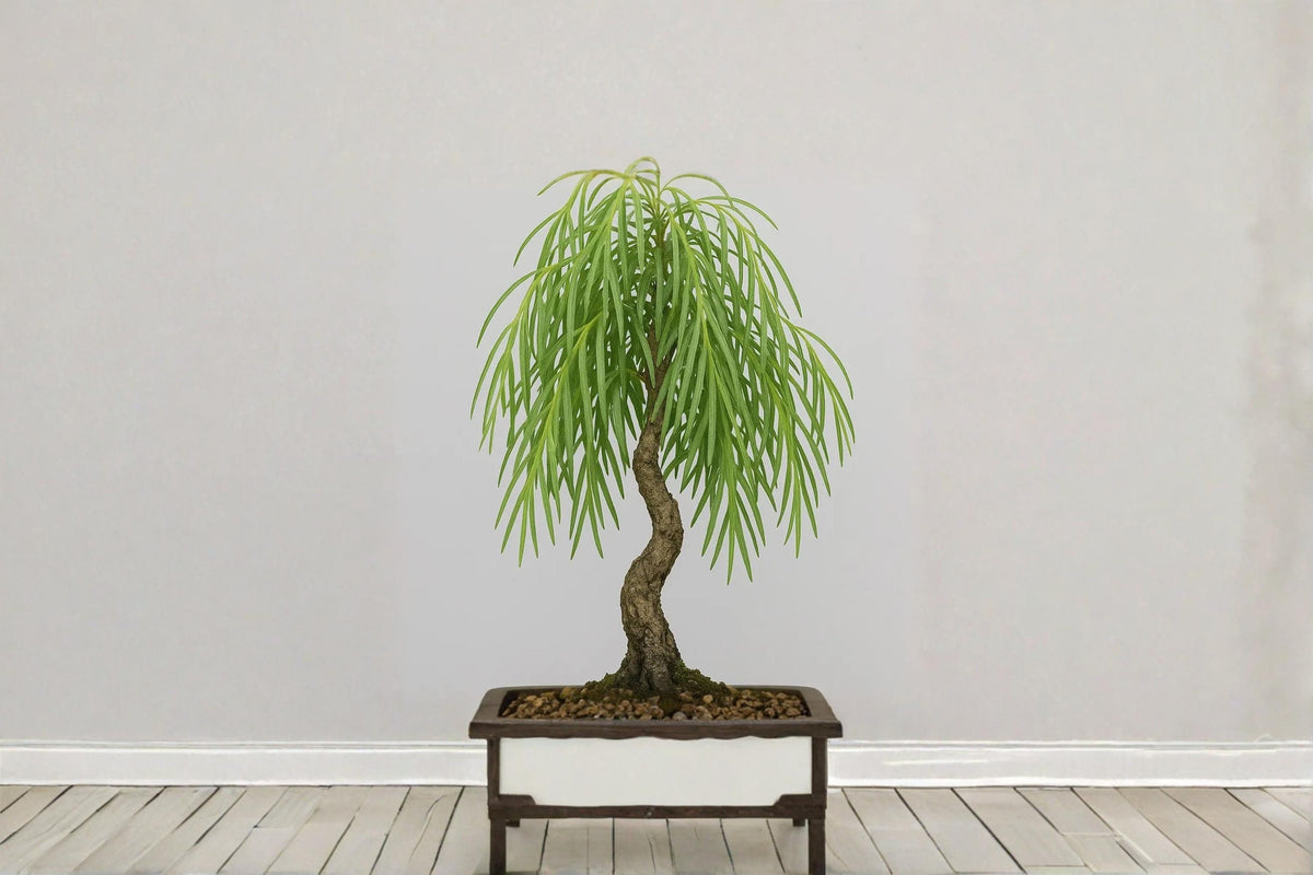 1 Live Cutting Australian Weeping Willow Dwarf Bonsai Tree