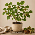 5 American Hazelnut Trees Bare Root | Corylus americana Live Nut Shrubs