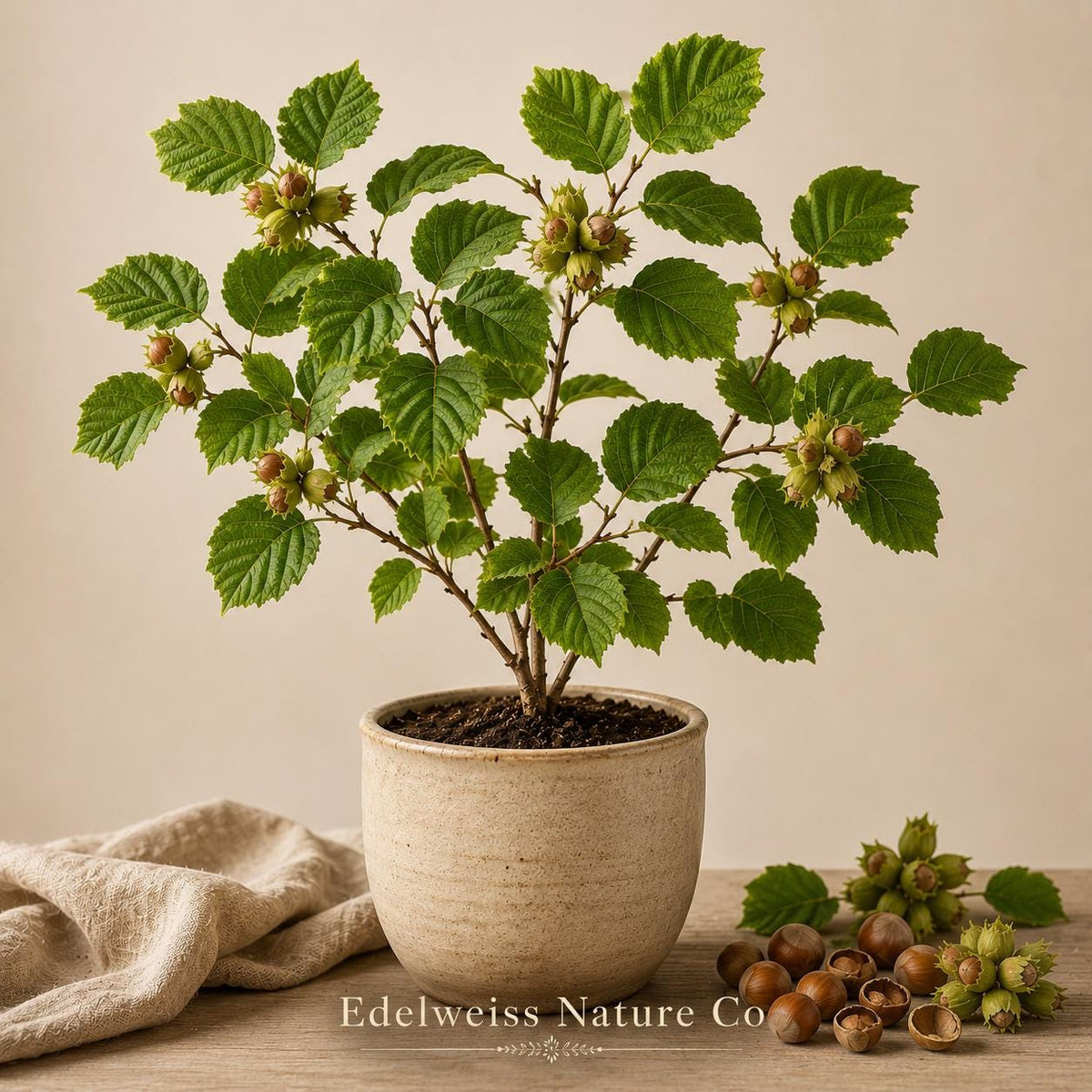 5 American Hazelnut Trees Bare Root | Corylus americana Live Nut Shrubs