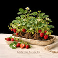 20 Cardinal Strawberry Bare Roots | Springbearing Fragaria × ananassa Plants for Edible Berry Garden