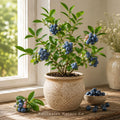 Chandler Blueberry Starter Plug | Vaccinium corymbosum Bare Root Plant
