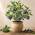 3 Chandler Blueberry Starter Plugs | Vaccinium corymbosum Bare Root Plants for Edible Berry Gardens