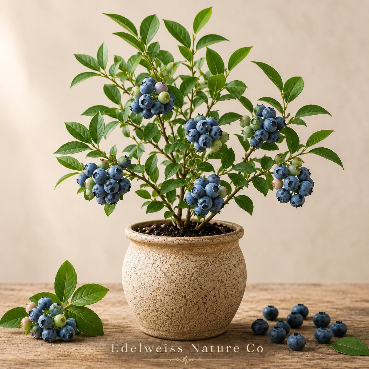 3 Chandler Blueberry Starter Plugs | Vaccinium corymbosum Bare Root Plants for Edible Berry Gardens