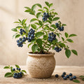 3 Sweet Crisp Blueberry Starter Plugs | Vaccinium corymbosum Bare Root Plants for Edible Berry Garden