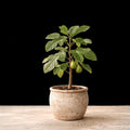 Kadota Fig Tree Starter Plant - Heirloom Non-GMO Live Fruit Tree
