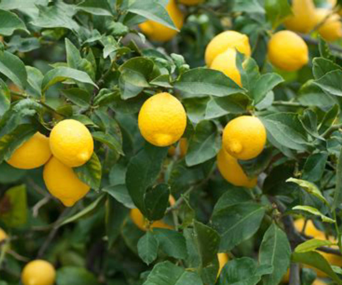 Dwarf Lemon Tree Live Citrus Plant – Indoor/Outdoor Fruiting Bare Root Sapling