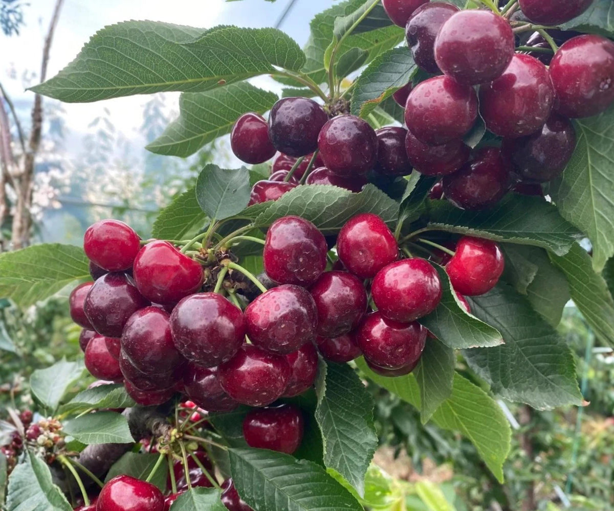 Dwarf Cherry Tree Seedlings - Live Self-Pollinating Fruit Plants for Container Gardens
