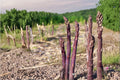 2 Live Plants Purple Passion Asparagus