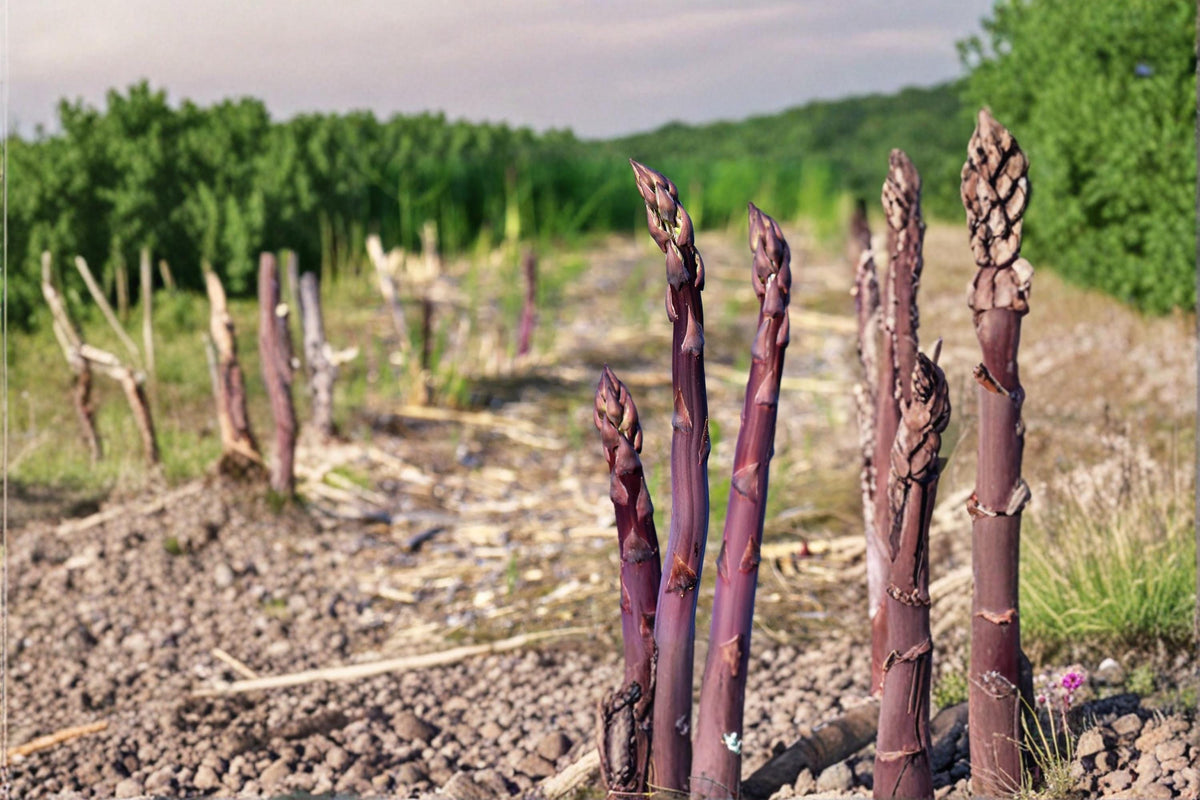 2 Live Plants Purple Passion Asparagus
