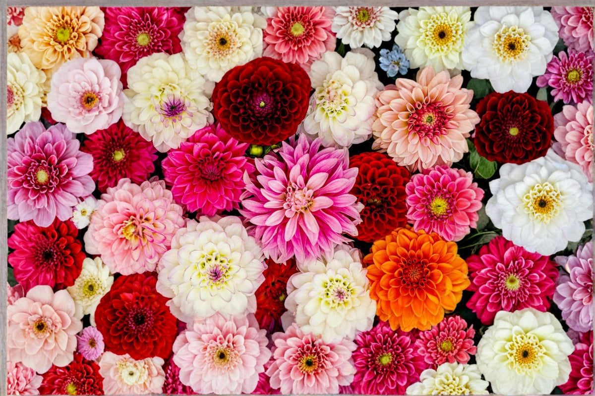 1 Dahlia Tuber Mixed Colors Dahlia pinnata Flower Bulbs for Garden Planting