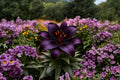 10 Bulbs Blackstone Asiatic Lily Deep Burgundy Blooms