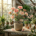 Sugar and Spice Azalea Live Starter Plant – Rare Rhododendron Flowering Shrub for Cottage Garden