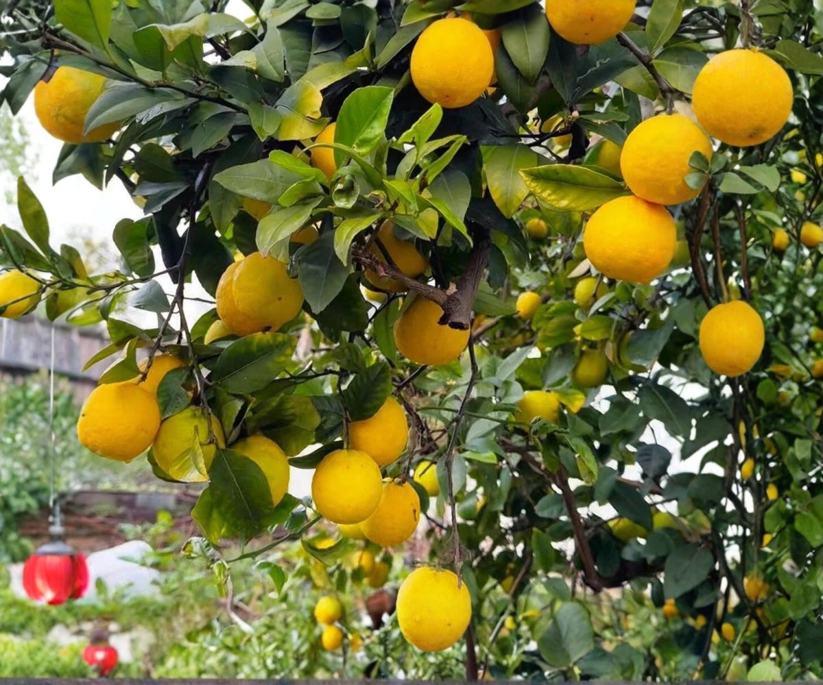 Cold Hardy Lemon Tree Seedling Live Citrus Plant for Patio Garden