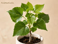 Cottonwood Tree Seedlings for Planting – Populus deltoides Shade Tree