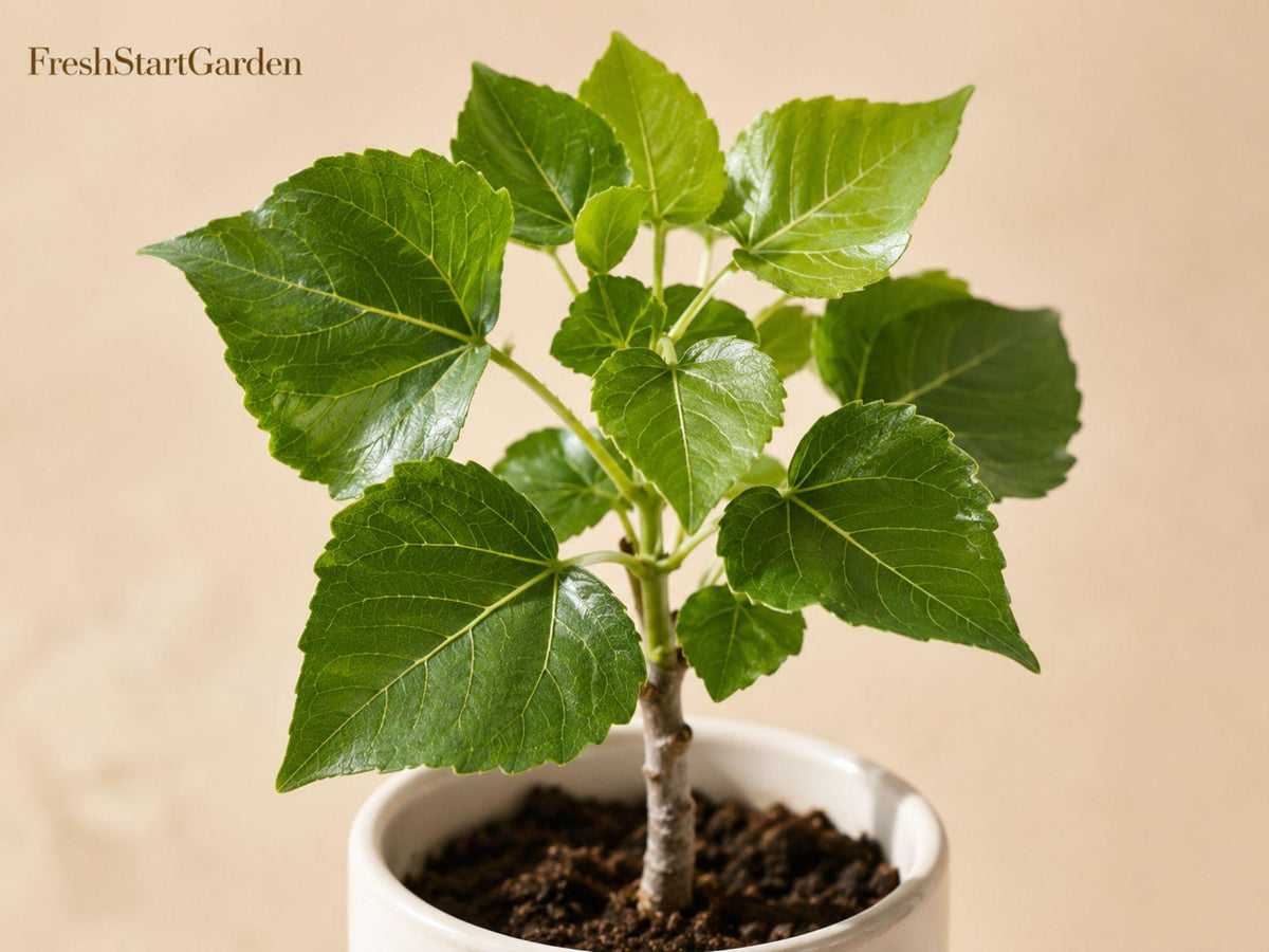 Cottonwood Tree Seedlings for Planting – Populus deltoides Shade Tree