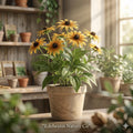 3 Black Eyed Susan Bare Root Plants | Rudbeckia Wildflower Perennial | Yellow Pollinator Garden Flower