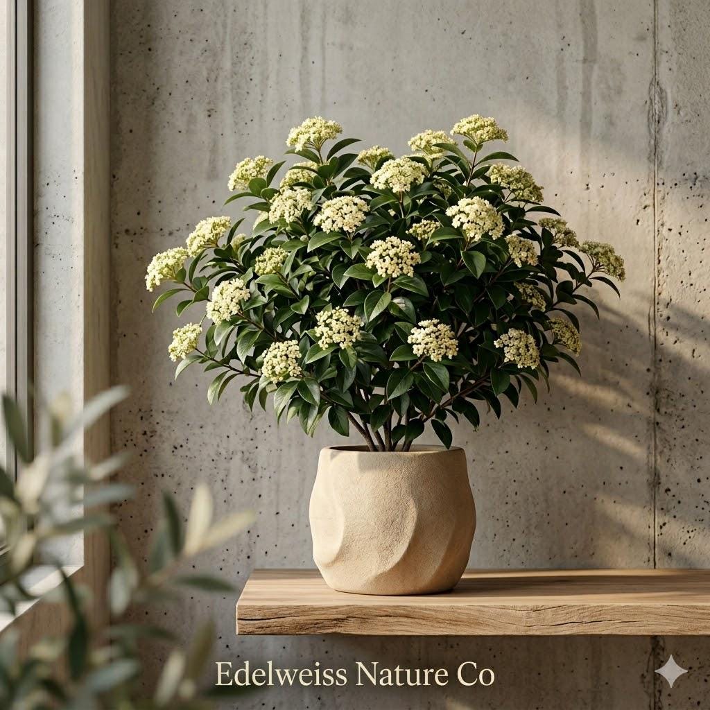 1 Blackhaw Shrub Bare Root Viburnum | Native Ornamental Wildlife Bush