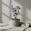1 Purple Althea Hibiscus Rose of Sharon Bare Root Plant | Hardy Summer Blooming Shrub