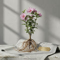 3 Pink Althea Rose of Sharon Hibiscus Bare Root Plants 12-24" Starter Shrub