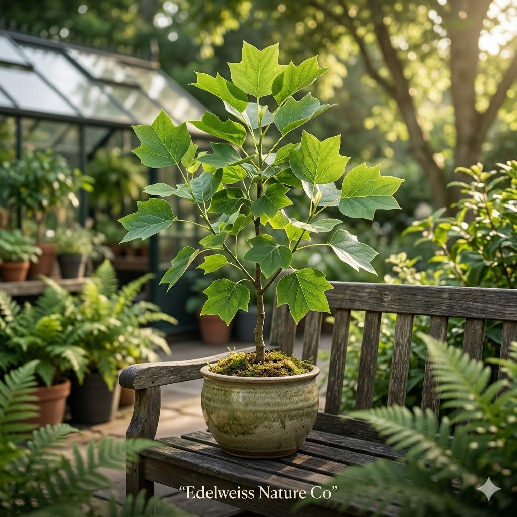 3 Tulip Poplar Tree Seedlings | Liriodendron tulipifera Fast Growing Shade Tree