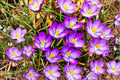 20 Bulbs Crocus Mix Fall Planting Spring Blooming