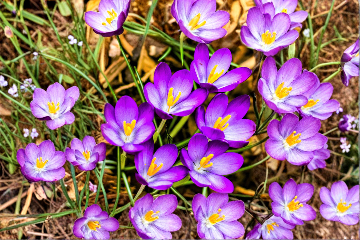 20 Bulbs Crocus Mix Fall Planting Spring Blooming