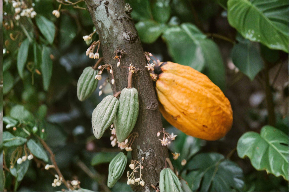 1 Seeds Cacao Tree Theobroma cacao Tropical Chocolate Tree