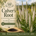 Culver's Root Seeds - White Veronicastrum virginicum Native Wildflower (500 Seeds)