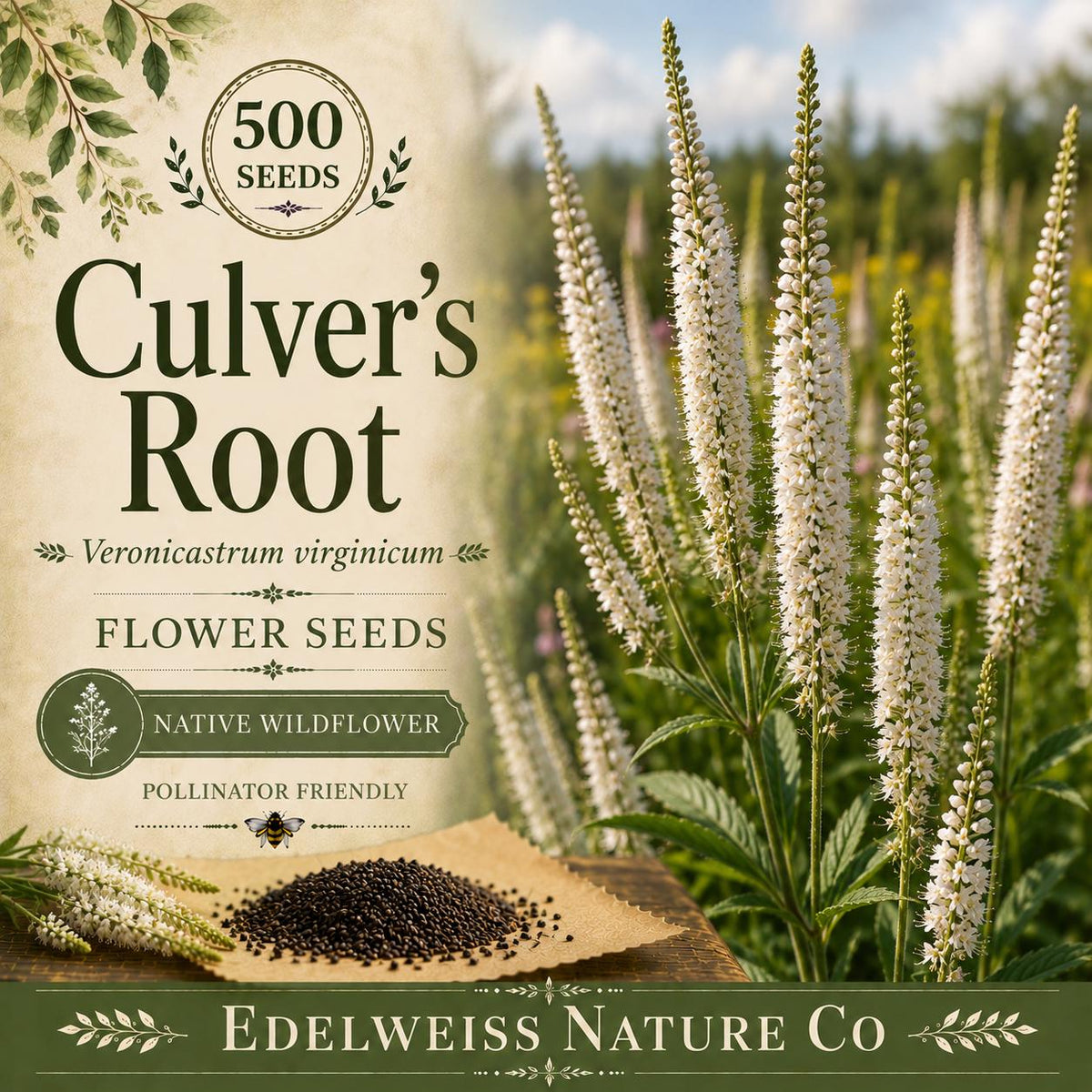 Culver's Root Seeds - White Veronicastrum virginicum Native Wildflower (500 Seeds)