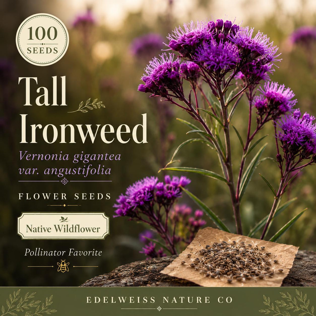 Tall Ironweed Seeds – 100 Vernonia angustifolia Native Purple Wildflower