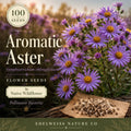 Aromatic Aster Seeds – Native Purple Wildflower Pollinator Plant (100 Seeds)