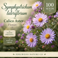 100 Calico Aster Seeds – Symphyotrichum Lateriflorum Native Pollinator Wildflower