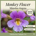1000 Monkey Flower Seeds – Native Wetland Wildflower for Pollinator Gardens