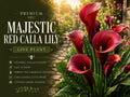 Majestic Red Calla Lily 3 Rhizomes - Zantedeschia Flower Bulbs