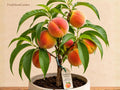 1 Elberta Peach Grafted Starter Plant – Self-Pollinating Prunus persica Fruit Tree