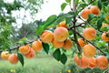 1 Apricot Live Plant Prunus armeniaca 1 Year Old Seedling Fruit Tree