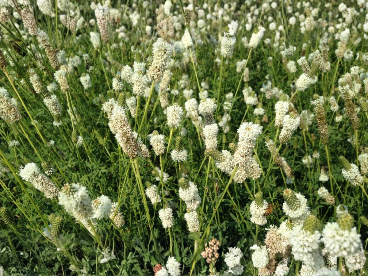 100 White Prairie Clover Seeds Dalea candida Native Wildflower Pollinator Garden