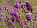 100 Seeds Purple Prairie Clover Dalea purpurea Native Wildflower Pollinator Garden