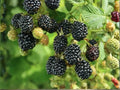 1 Ponca Blackberry Plant – Thornless Live Rooted Starter, Rubus Fruit Shrub