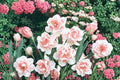 1 Replete Daffodil Bulb Narcissus pseudonarcissus Double Flowering Spring Bloom