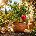 3 Parfianka Pomegranate Starter Plants - Punica granatum Live Fruit Trees